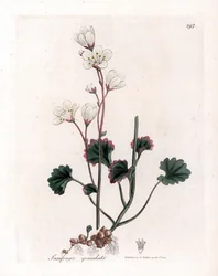 Saxifrage granulee oder Bulbbles - Weiße Saxifrage, Saxifraga granulata. Handkolorierte Kupferstichgravur von James Sowerby aus William Woodville und Sir William Jackson Hooker