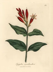 Scharlachrote Blüten der Indianerpink, Spigelia marilandica