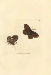 Schottischer Argusfalter, Erebia aethiops (Papilio blandina). Handkolorierter Kupferstich von James Sowerby aus The British Miscellany, oder Coloured figures of new, rare, or little known animal subjects.