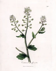 Löffelkraut, Cochlearia officinalis