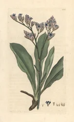 Strandflieder, Limonium vulgare. Handkolorierter Kupferstich nach einer Illustration von James Sowerby aus James Smith