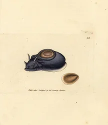 Meeresnacktschnecke oder Seehase, Aplysia punctata (Aplysia hybrida). Handkolorierte Kupferstichgravur von James Sowerby aus The British Miscellany, oder Coloured figures of new, rare, or little known animal subjects.