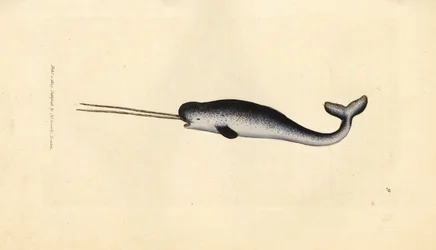 Narwal, Monodon monoceros. Seltenes Exemplar mit doppeltem Stoßzahn. Handkolorierter Kupferstich von James Sowerby aus The British Miscellany, oder Coloured figures of new, rare, or little known animal subjects.