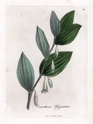 Vielblütiges Salomonssiegel, Polygonatum multiflorum