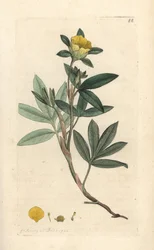 Strauch-Fingerkraut, Dasiphora fruticosa