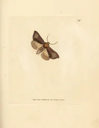 Schlanke, glänzende Brassels, Thysanoplusia orichalcea (Yorkshire glänzende Brassels-Motte; Phalaena Noctua aerifera). Handkolorierter Kupferstich von James Sowerby aus The British Miscellany, oder Coloured figures of new, rare, or little known animal subj