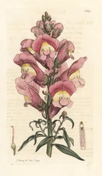 Löwenmaul, Antirrhinum majus