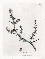 Stachelige Salzmelde, Kali turgida. Handkolorierte Kupferstichgravur aus einer botanischen Illustration von James Sowerby aus William Woodville und Sir William Jackson Hooker