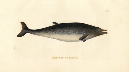 Sowerbys Schnabelwal, Mesoplodon bidens (Physeter bidens, Zweizahn-Pottwal). Handkolorierte Kupferstichgravur von James Sowerby aus The British Miscellany, or Coloured figures of new, rare, or little known animal subjects