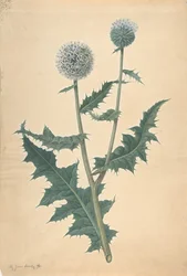 Studie einer Distel