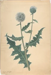 Studie einer Distel