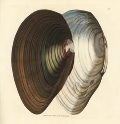 Teichmuschel, Anodonta stagnalis (Mytilus stagnalis). Handkolorierte Kupferstichgravur von James Sowerby aus The British Miscellany, or Coloured figures of new, rare, or little known animal subjects