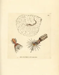 Röhrenbauender Anneliden-Federwurm, Spirobranchus triqueter. Handkolorierter Kupferstich von James Sowerby aus The British Miscellany, oder Coloured figures of new, rare, or little known animal subjects.