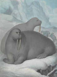 Walrosse mit Stoßzähnen