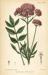 Baldrian, Valeriana officinalis