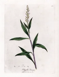 Virginia Polygale oder Milchgras - Senega, Polygala senega