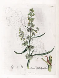 Wasser Geduld oder Aquatische Geduld - Großer Wasserdock, Rumex hydrolapathum. Handkolorierte Kupferstichgravur von James Sowerby aus William Woodville und Sir William Jackson Hooker