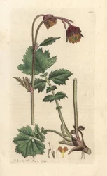 Bach-Nelkenwurz, Geum rivale. Handkolorierter Kupferstich nach einer Illustration von James Sowerby aus James Smiths English Botany, London