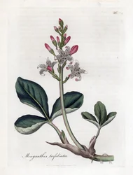 Fieberklee, Menyanthes trifoliata