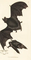 Westliche Bartfledermaus, Barbastella barbastellus barbastellus (Vespertilio barbastellus). Handkolorierter Kupferstich von James Sowerby aus The British Miscellany, oder Coloured figures of new, rare, or little known animal subjects.