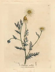 Weiß und gelb blühende Kamille, Anthemis nobilis