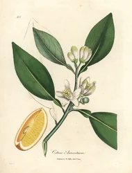 Weiße Blüte und reifer Fruchtabschnitt des Orangenbaums, Citrus aurantium