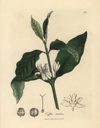 Weiße Blume, Blätter und Bohne der Kaffeepflanze, Coffea arabica