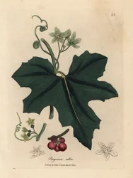 Weiße Zaunrübe, Bryonia alba