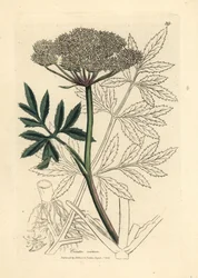 Weiß blühender Wasserschierling, Cicuta virosa