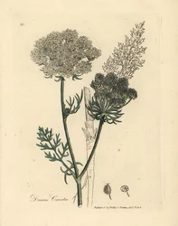 Weißblühende wilde Karottenpflanze, Daucus carota