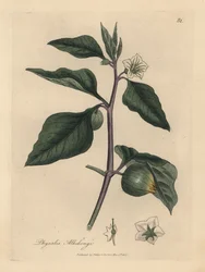 Weiß blühende Winterkirsche, Physalis alkekengi
