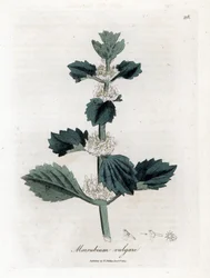 Weißer oder gemeiner Marrube - Weißer Andorn, Marrubium vulgare. Handkolorierte Kupferstichgravur von James Sowerby aus William Woodville und Sir William Jackson Hooker