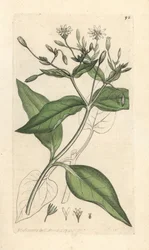 Wald-Sternmiere, Stellaria nemorum