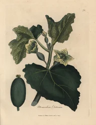 Gelbe Blüte, Blätter und Frucht der Spritzgurke, Momordica elaterium