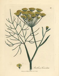 Gelb blühender Fenchel, Anethum foeniculum
