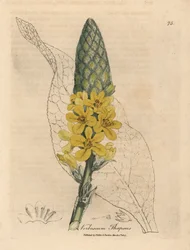 Gelbblühender Großblättriger Königskerze, Verbascum thapsus