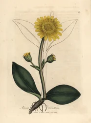 Gelbblühende Bergarnika, Arnica montana