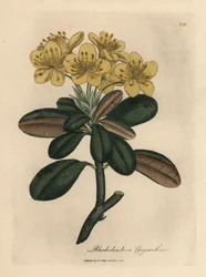 Gelbblühender Rhododendron, Rhododendron chrysanthemum