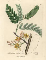Gelb blühender Tamarindenbaum, Tamarindus indica