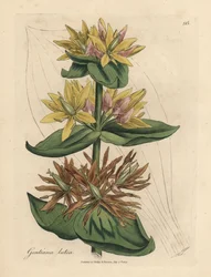Gelber Enzian, Gentiana lutea