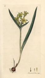 Gelber Milchstern, Gagea lutea. Handkolorierter Kupferstich nach einer Illustration von James Sowerby aus James Smiths English Botany, London