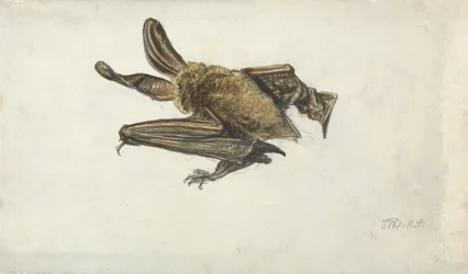 Eine Fledermaus