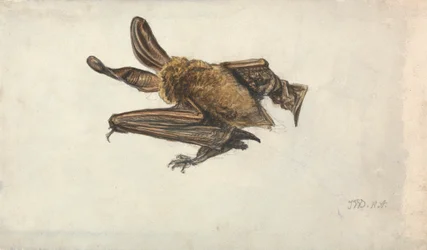 Eine Braune Langohrfledermaus (Plecotus auritus)