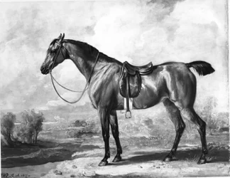 Braunes Jagdpferd