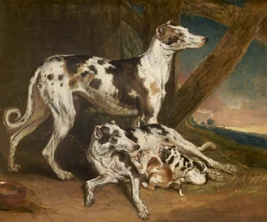 Dalmatinerhunde