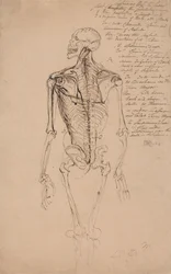 Zeichnung eines menschlichen Skeletts