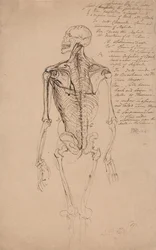 Zeichnung eines menschlichen Skeletts