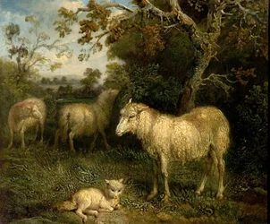 Landschaft mit Schafen