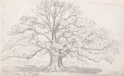 Mr. Howards große Eiche, 5. August 1820