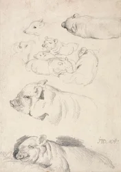 Studien von Schweinen
